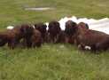 (60) G LITTER BRIARD 26/02/2011