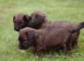 (62) G LITTER BRIARD 26/02/2011