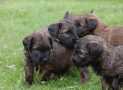 (63) G LITTER BRIARD 26/02/2011