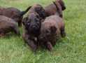 (64) G LITTER BRIARD 26/02/2011