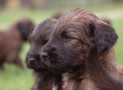 (65) G LITTER BRIARD 26/02/2011