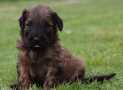 (66) G LITTER BRIARD 26/02/2011