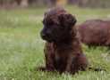 (67) G LITTER BRIARD 26/02/2011