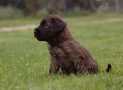 (68) G LITTER BRIARD 26/02/2011