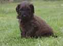 (69) G LITTER BRIARD 26/02/2011