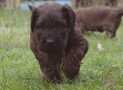 (70) G LITTER BRIARD 26/02/2011