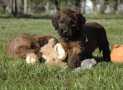 (74) G LITTER BRIARD 26/02/2011