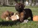 (75) G LITTER BRIARD 26/02/2011