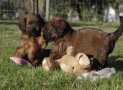 (76) G LITTER BRIARD26/02/2011