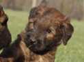 (77) G LITTER BRIARD 26/02/2011