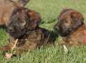 (78) G LITTER BRIARD 26/02/2011