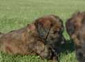 (80) G LITTER BRIARD 26/02/2011