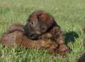 (82) G LITTER BRIARD 26/02/2011