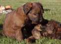 (83) G LITTER BRIARD 26/02/2011