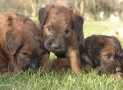 (84) G LITTER BRIARD 26/02/2011