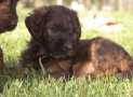 (87) G LITTER BRIARD 26/02/2011