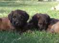 (88) G LITTER BRIARD 26/02/2011