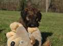 (90) G LITTER BRIARD 26/02/2011