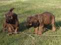 (91) G LITTER BRIARD 26/02/2011