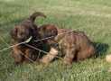 (92) G LITTER BRIARD 26/02/2011