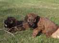 (93) G LITTER BRIARD 26/02/2011