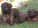 (94) G LITTER BRIARD 26/02/2011