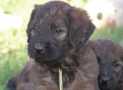 (95) G LITTER BRIARD 26/02/2011