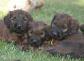 (96) G LITTER BRIARD 26/02/2011