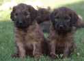 (97) G LITTER BRIARD 26/02/2011