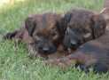 (98) G LITTER BRIARD 26/02/2011