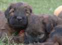 (99) G LITTER BRIARD 26/02/2011