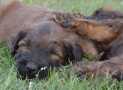 (100) G LITTER BRIARD 26/02/2011