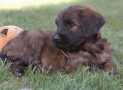 (104) G LITTER BRIARD 26/02/2011