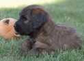 (105) G LITTER BRIARD 26/02/2011